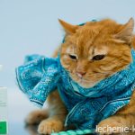 colds in cats