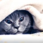 Do cats fart - causes of flatulence