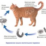 Ways of infecting cats with worms