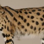Пятнистая кошка породы саванна