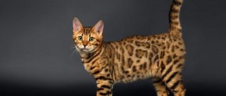 Spotted domestic cat breed