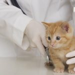 Rickets in cats: symptoms and treatment