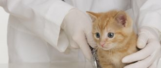 Rickets in cats: symptoms and treatment