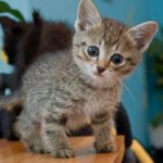 Rickets in kittens. For prevention and treatment of the disease, read the article 