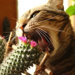 Plants that cats don&#39;t like