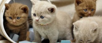 Breeding cats and their participation in exhibitions