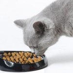 Rating of food for neutered cats