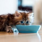 rating of wet food for kittens