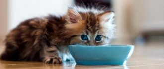 rating of wet food for kittens