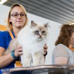 Russian felinological organizations and their activities