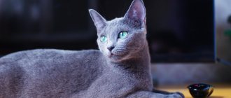 Russian blue cat breed