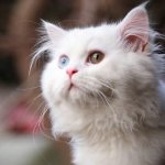 Russian names for cats read the article