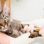 Diabetes mellitus in cats