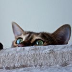 Самые интересные факты про кошек, о которых вы могли не знать (1)