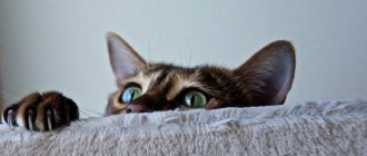 Самые интересные факты про кошек, о которых вы могли не знать (1)