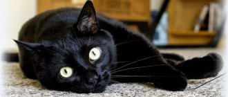 Самые красивые породы черных кошек: описание и фото