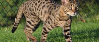 Savannah cat breed