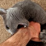 Gray cat bites its owner&#39;s hand