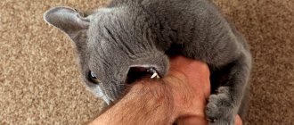 Серая кошка кусает руку своего хозяина