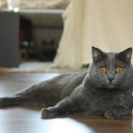 Серый кот лежит на полу