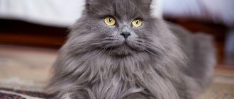 Gray cat: features, genetics of smoky color, review of breeds with blue coat color