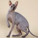 Sphynx brush (velor, with wool, hairy, curly, flock) - description of the breed, appearance, how to care for, feeding