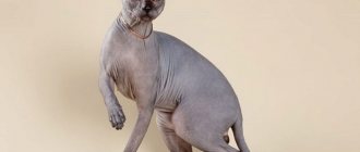 Sphynx brush (velor, with wool, hairy, curly, flock) - description of the breed, appearance, how to care for, feeding