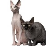 Sphynxes - variety of hairless cats