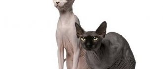 Sphynxes - variety of hairless cats