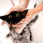 Shampoo for cats