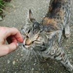 Симптомы и признаки аллергии у кошек
