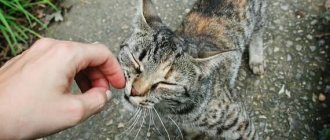 Симптомы и признаки аллергии у кошек