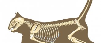 Cat skeleton