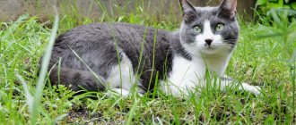How much should a cat urinate normally?