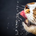 How much water should a cat drink per day?
