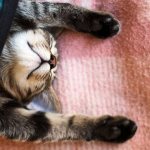 How long do cats sleep?