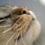 How many whiskers do cats have?
