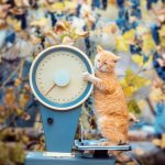 How much does a cat weigh - normal weight and what it depends on