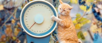 Сколько весит кошка - норма веса и от чего зависит
