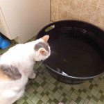 How much water should a cat drink per day?