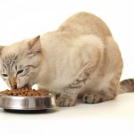 Советы о том, сколько раз в день нужно кормить взрослую кошку