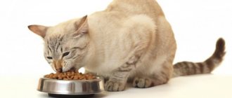 Советы о том, сколько раз в день нужно кормить взрослую кошку