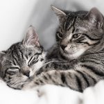 Спаривание кошек и котов. Основные особенности читайте статью