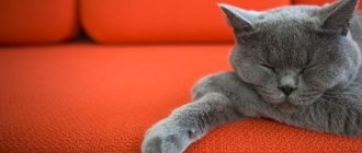 Способы избавления от запаха кошачьей мочи на диване