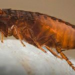 methods of flea infestation