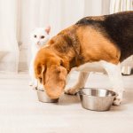 Comparison of dry food for dogs and cats