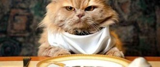 An article about the general principles of feeding cats, types of cat diets and the features of pure feeding and combination of diets.