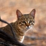 Steppe cat (Felis silvestris lybica).