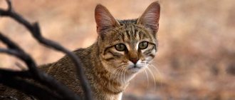Steppe cat (Felis silvestris lybica).