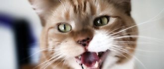 Stomatitis in cats